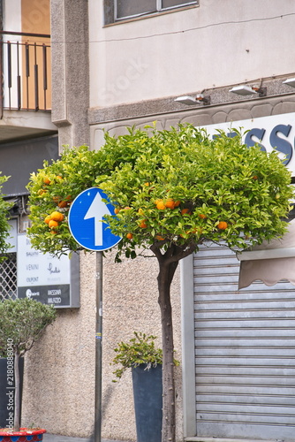Street Sign and Orange Tree in Milazzo, Sicily