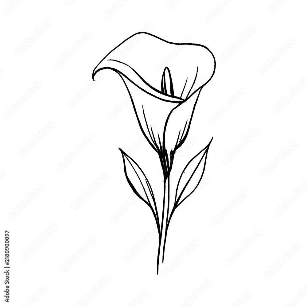 Obraz premium PNG Elegant minimalist calla lily sketch.