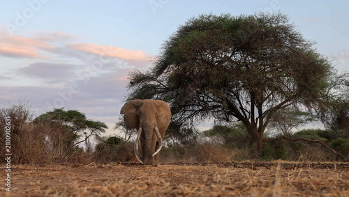 Cuadro en lienzo African Elephant bull with long tusks beneath acacia at dusk