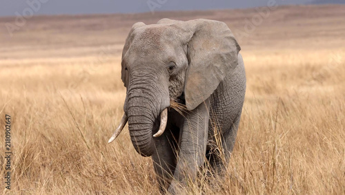 Cuadro en lienzo African Elephant grazing dry savanna grass, tusks visible