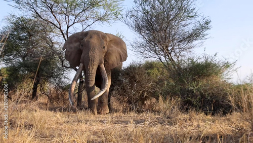 Obraz na plátně African Elephant super-tusker close-up in acacia scrub, Amboseli