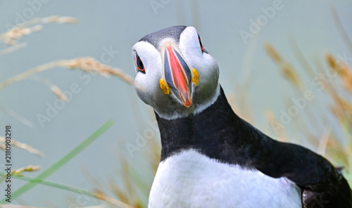 фотографія Funny and adorable puffin looking up at the camera with its beak wide open among green grass at Dyrholaey, Iceland