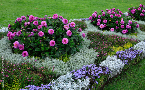 Fotografie Vibrant flower bed with pink dahlias, purple ageratum, and silvery dusty miller in a formal park garden