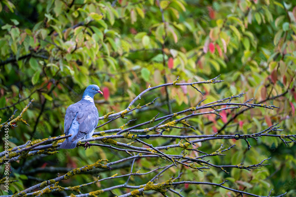 Fototapeta premium Single gray bird resting on a branch among green leaves