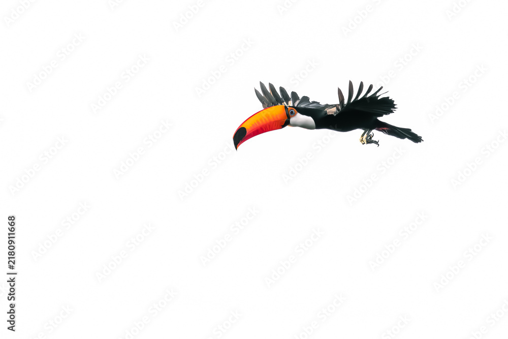 Obraz premium toucan in flight