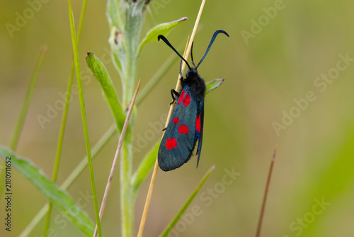 Five Spotted Burnet Moth on a grass stem during summer, england, UK