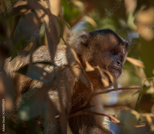 Photography capuchin monkey in the tree