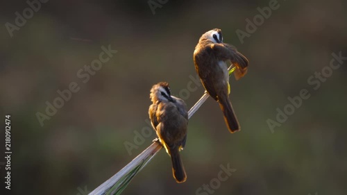 Two yellow-vented bulbul birds perching and preening feathers on branch in golden light backlighting at sunset close up