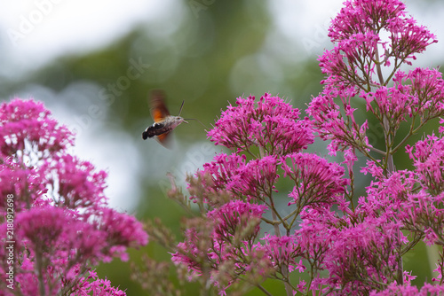 Fotografie Hummingbird Hawkmoth feeding off Red Valerian during Summer