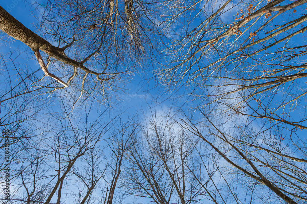 Obraz premium worm's eye view of winter deep blue sky with clouds and treetops in woods