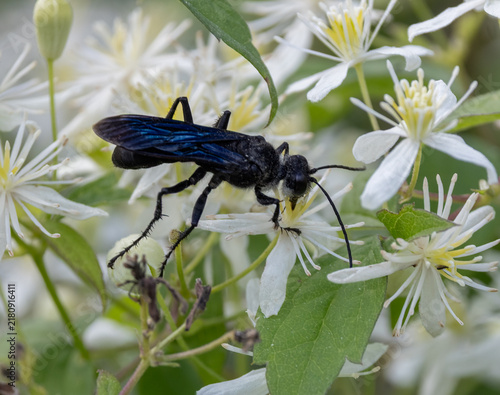 Steel-blue Cricket Hunter foraging on a white flowered  Virgin’s Bower woody vine in Muskoka Ontario
