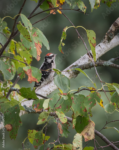 Canvastavla Juvenile Pileated Woodpecker on a birch tree branch with changing leaves in Musk