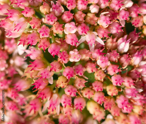 Foto Stonecrop flower