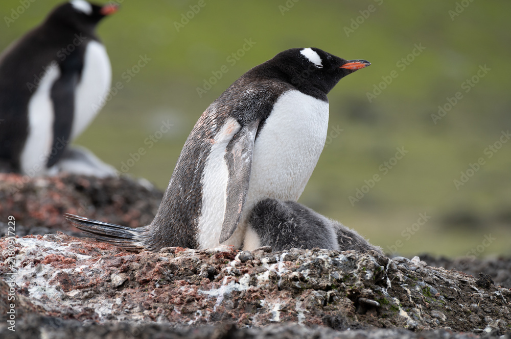 Fototapeta premium Gentoo penguin standing guard beside sleeping chick