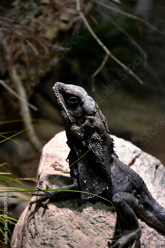 Canvastavla Black frilled lizard sitting on a stone looking up in a terrarium