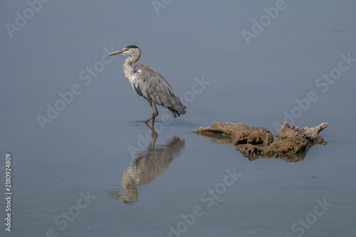 Grey Heron (Ardea cinerea) stands in calm water of lake in afternoon