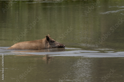 Wild boar female (Sus scrofa) crosses body of water in broad daylight