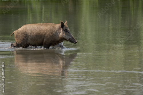 Wild boar female (Sus scrofa) crosses body of water in broad daylight
