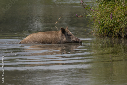Wild boar female (Sus scrofa) crosses body of water in broad daylight