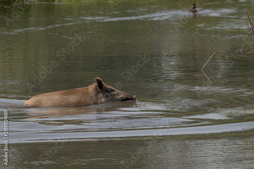Wild boar female (Sus scrofa) crosses body of water in broad daylight
