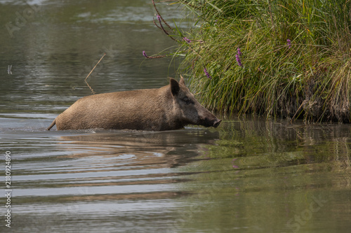 Wild boar female (Sus scrofa) crosses body of water in broad daylight