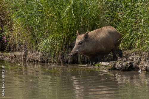 Wild boar female (Sus scrofa) approaches water in natural environment
