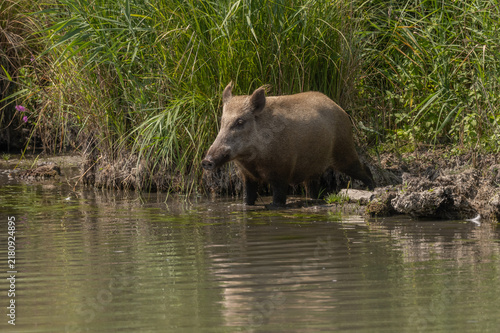 Wild boar female (Sus scrofa) approaches water in natural environment