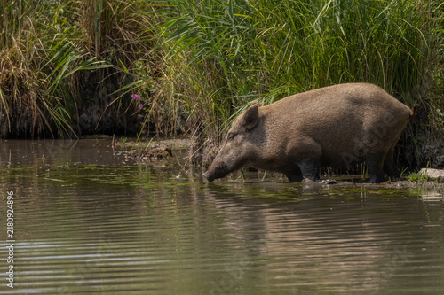 Wild boar female (Sus scrofa) approaches water in natural environment