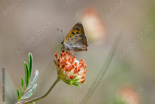 Fotografie Small Copper Butterfly (Lycaena phlaeas) Perched on a Wildflower