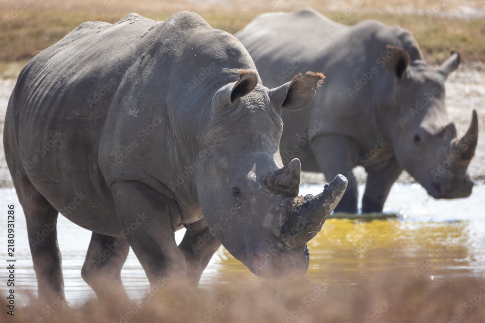 Fototapeta premium rhino in the wild