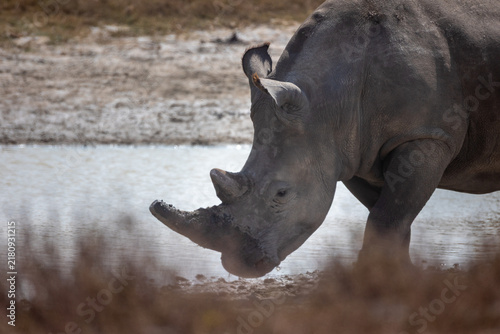 Canvas Print rhino in the wild