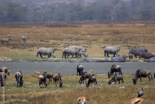 Photography Group of Rhino