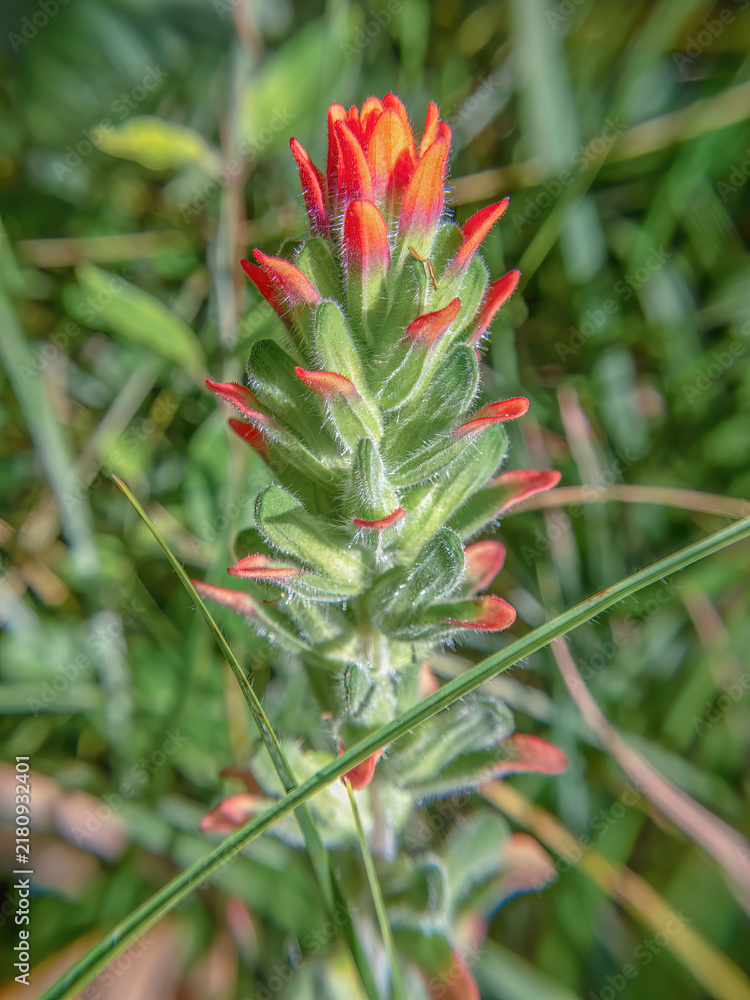 Fototapeta premium An Indian paintbrush flower illuminated by the morning sun