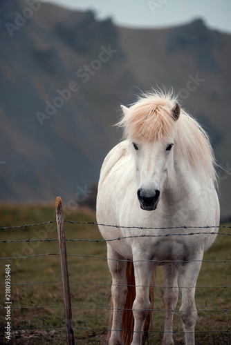 Photography Portrait of an Icelandic horse - Equus ferus caballus