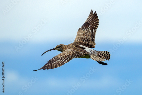 Eurasian whimbrel in flight - Numenius phaeopus