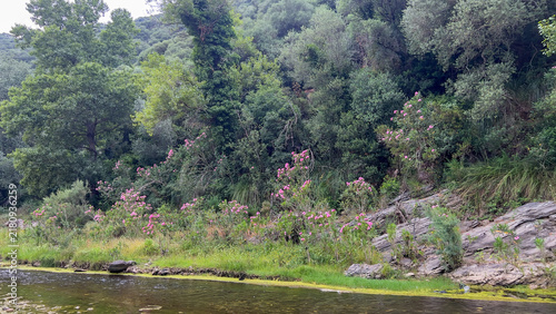 River Bank with Blooming Pink Oleander Flowers and Forested Hillside