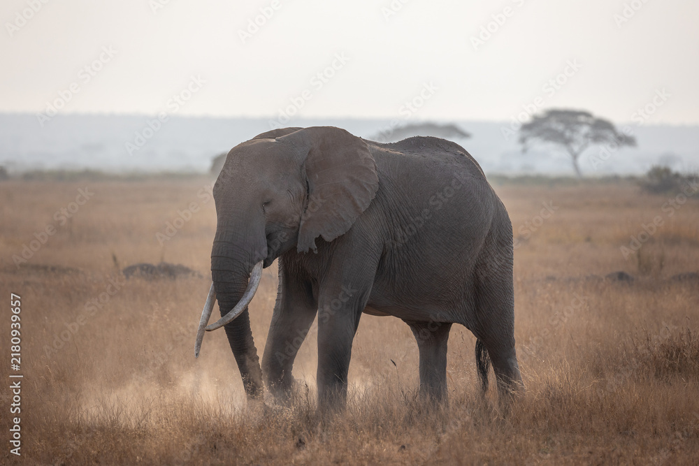 Fototapeta premium elephant in the savannah