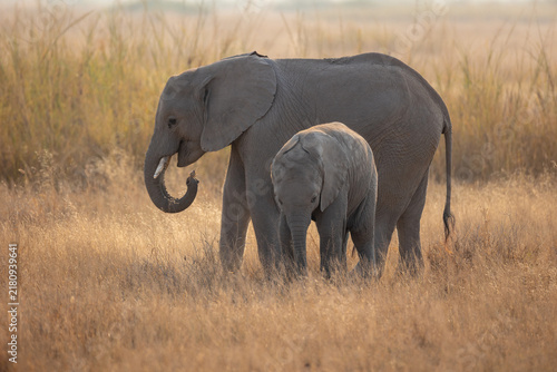 Photography baby elephant in Amboseli