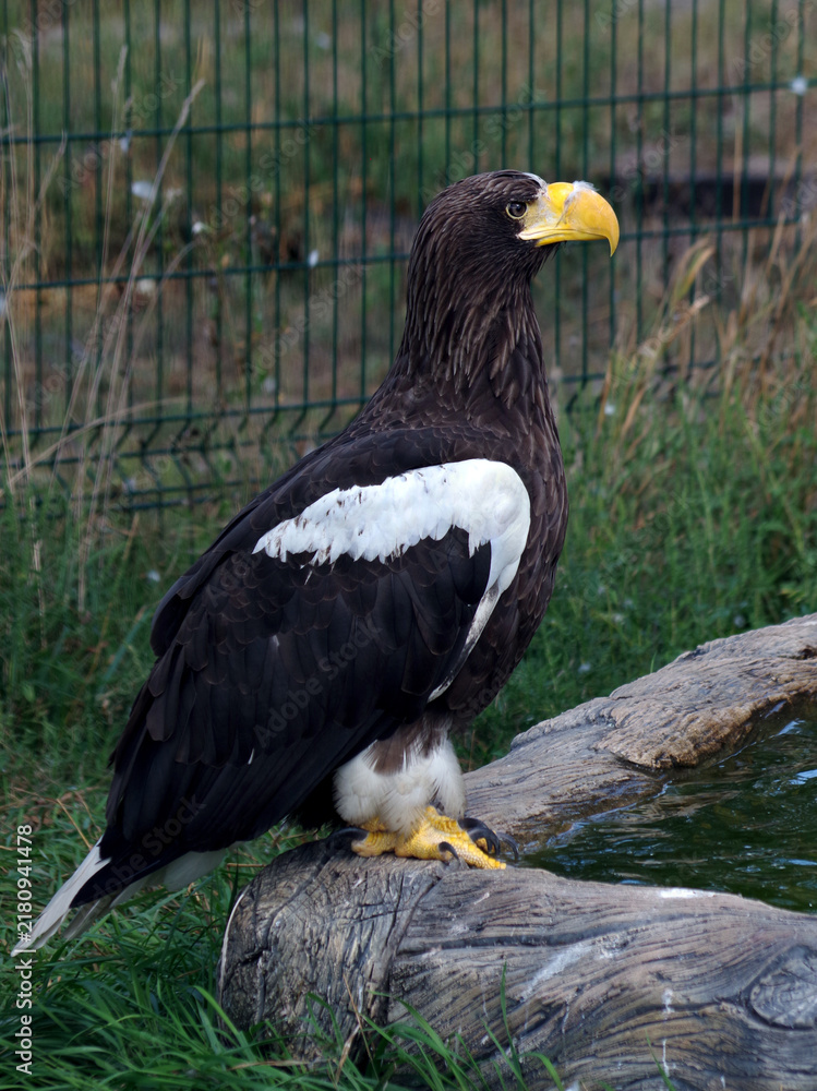 Obraz premium Steller's sea eagle at the zoo. White-shouldered eagle