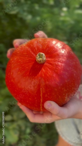 Hands Holding a Fresh Orange Pumpkin, Autumn Harvest