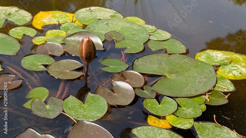 Fotografía Water lily bud rising above lily pads on a dark pond