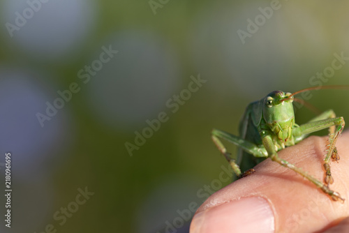 Konstfotografi At the bottom edge, a grasshopper is perched on a person's finger