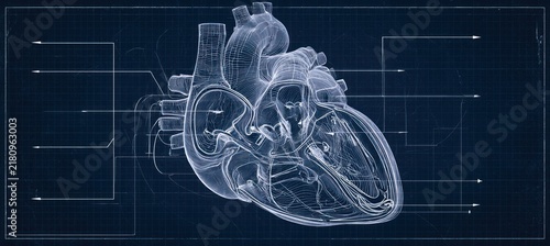 Detailed blueprint illustration of human heart anatomy with labeled components and flow directions