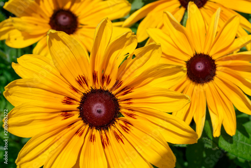 Black-eyed susan flower in bloom