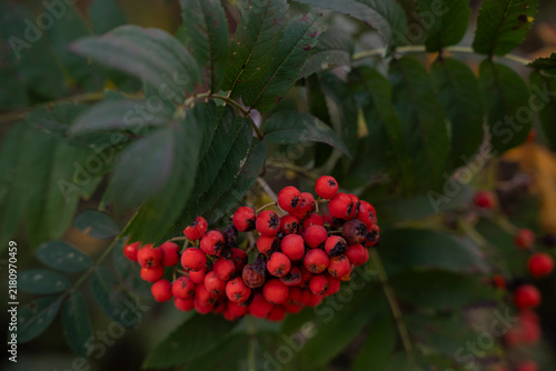 Принти на полотні Red rowanberry cluster on a tree branch in autumn forest
