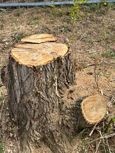 Konstfotografi Freshly Cut Tree Stump in a Grassy Backyard Surrounded by Lawn and Natural Resid