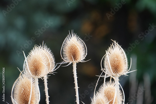 Quadro su tela Dried wild teasel seed heads with soft natural background