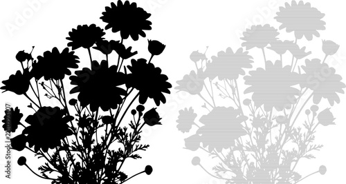 Daisy flowers silhouette in black and grey against white background for graphic design