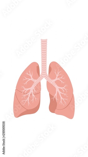 Human Lungs Anatomy With Trachea Clean Vector Medical