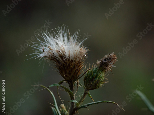 Konstfotografi Close up of a wild thistle in the forest